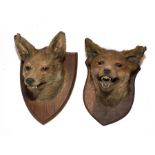 Taxidermy: Two fox masks on oak shields circa 1930-50, each with open snarling jaw, longest shield