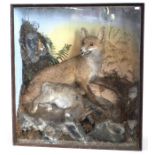 Taxidermy: An Edwardian cased full mount Fox, by T Franklin, Shrewsbury (label on interior) standing