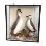 Taxidermy: A late Victorian cased full mount Guillemot and a Great Northern Diver (Winter plumage)