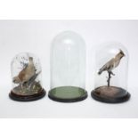 Taxidermy: A Victorian full mount Corncrake beneath a glass dome circa 1880, standing amongst