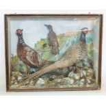 Taxidermy: A Victorian cased pair of cock Pheasants with a Green Woodpecker, standing on faux rock