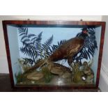 A Victorian cased taxidermy woodcock and a pheasant  72 x 23 cm x 54cm high