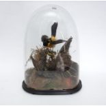 A Victorian glass dome enclosing a full mount Kestrel and Starling, circa 1880, set amongst