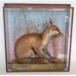 Taxidermy: An Edwardian cased full mount Fox, attributed to J Billingsley, Stourbridge, circa