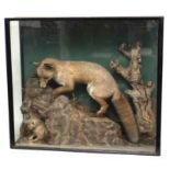 Taxidermy: An Edwardian cased full mount Fox, in hunting standing pose on grassy faux rocks, a