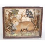 Taxidermy: A Victorian cased full mount Fox Cub, in a pouncing pose on starling prey, amongst