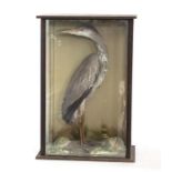 Taxidermy: Two Edwardian full mount cased Grey Herons, each standing with grass/rock detail, in a