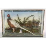 Taxidermy: An Edwardian cased part albino cock Pheasant, standing on faux grassy ground flanked by