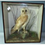 A taxidermy barn owl in a case , circa 1900 .  36cm x 39 cm