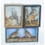 Taxidermy: Three Victorian full mount cased birds comprising Corncrake, part albino/pied female