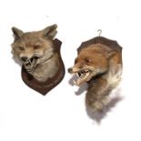 Taxidermy: Two fox masks on oak shields, one inscribed “Killed at Little Common Jany 11th 1921”,