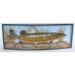 Taxidermy: A Cased large Pike, spuriously labelled “Pike 27lbs LochNess 1st April 1903” set