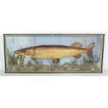 Taxidermy: An Edwardian Cased large Pike, set amongst naturalistic painted lake bed, reeds and weed,