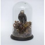 Taxidermy: A Victorian full mount Grey Parrot beneath a glass dome circa 1880, standing amongst