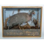 Taxidermy: A Victorian cased full mount Guinea Fowl, standing on gravel amongst grasses, in single