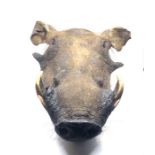 A taxidermy Common Warthogs head (Phacochoerus africanus) , unmounted, 51cm in length