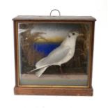 Taxidermy: Three Victorian full mount cased birds comprising Common Tern, Black Headed Gull, and a