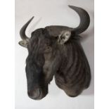 Taxidermy: Brindled Gnu (Connochaetes taurinus), shoulder mount, 20th century, turning slightly to