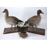 Taxidermy: A Pink Footed Goose African Spur-winged Goose, full mount, 20th century, standing on a