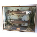 Taxidermy: A Cased pair of large rainbow trout, by A E Hall Taxidermist, Dormston Inkberrow,