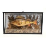 Taxidermy: A Cased cast Perch, River Ouse, set amongst naturalistic pebbled stream bed, reeds and