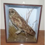 A cased Victorian taxidermy owl  30 cm x 15.5cm x 54cm high