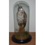 Victorian taxidermy buzzard under a glass dome .  Bears a recorded tag from the D O E , number