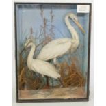 Taxidermy: A Victorian cased Great White Heron (Egretta alba) and a Little Egret (Egretta garzetta),