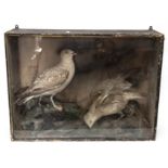 Taxidermy: An Edwardian cased pair of immature Herring Gulls, one bending forward to a rocky pool,