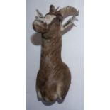 Taxidermy: Blesbok (Damaliscus pygargus phillipsi), two shoulder mounts, 20th century, facing