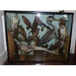 A large case of Victorian taxidermy British birds  circa 1890-1900 , including a long eared owl ,