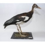 Taxidermy: An African Spur-winged Goose (Plectropterus gambensis), full mount, 20th century, by