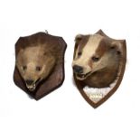 Taxidermy: Two Badger masks on oak shields, one inscribed “Pepper Wood 29.8.31”, shield 29cm long,