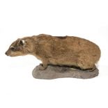 Taxidermy: Dassie or Rock Hyrax (Procavia capensis), full mount, 20th century, standing looking