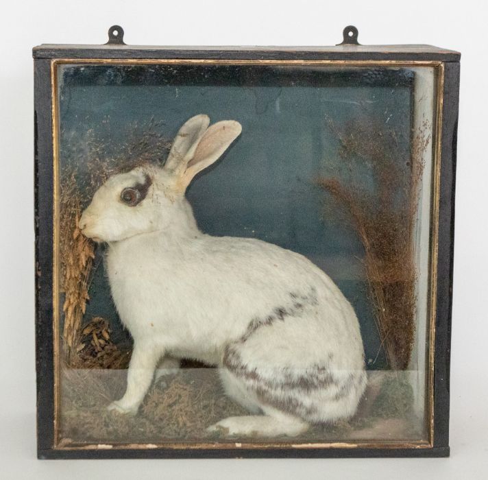 Taxidermy: A Victorian cased full mount white rabbit circa 1890, seated on its haunches amongst - Image 2 of 2
