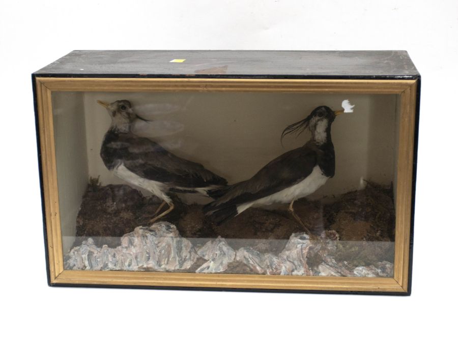 Taxidermy: Three Victorian full mount cased birds comprising pair of Lapwings, Jackdaw, and a Siskin - Image 2 of 2