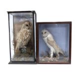 Taxidermy: Three Victorian full mount single cased birds of prey comprising Brown Owl, Kestrel,