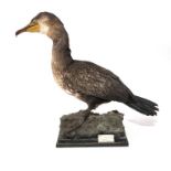 Taxidermy: A Cormorant (Phalacrocorax carbo), full mount, 20th century, by Peter J Farrington,