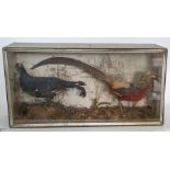 Taxidermy: An Edwardian cased full mount Asiatic Pheasant and a Blackcock, by W T Abell, Bird and