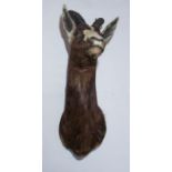 Taxidermy: Bontebok (Damaliscus pygargus), two shoulder mount, 20th century, facing forward, 56cm