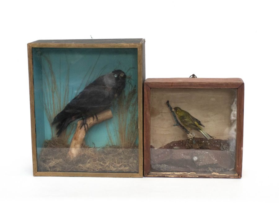 Taxidermy: Three Victorian full mount cased birds comprising pair of Lapwings, Jackdaw, and a Siskin