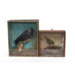 Taxidermy: Three Victorian full mount cased birds comprising pair of Lapwings, Jackdaw, and a Siskin