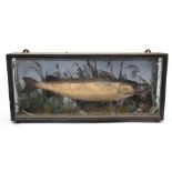 Taxidermy: A Cased large Pike, weight 23 1/2lbs Caught in private waters near Birmingham Feb 14th