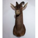 Taxidermy: Topi (Damaliscus lunatus), shoulder mount, 20th century, facing forward, 56cm from the