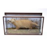 Taxidermy: An Edwardian cased full mount Badger, amongst grasses and ferns against a plain papered