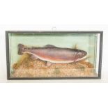 Taxidermy: A Cased Rainbow Trout, Caught at Worcester 26 April 1966, with inscription to frontal