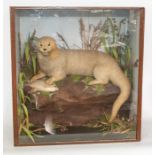 Taxidermy: An Edwardian cased full mount Otter, by T.E Gunn, 89 St Giles Street, Norwich (label on