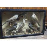 A cased taxidermy group of British Isle birds, including a Green Sandpiper (Tringa ochropus), six