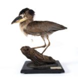 Taxidermy: A Boat-billed Heron (Cochlearius cochlearius), full mount, 20th century, ex The Peter