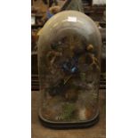 A group of taxidermy tropical birds, on a oval base in a glass dome, in natural surroundings 46cm